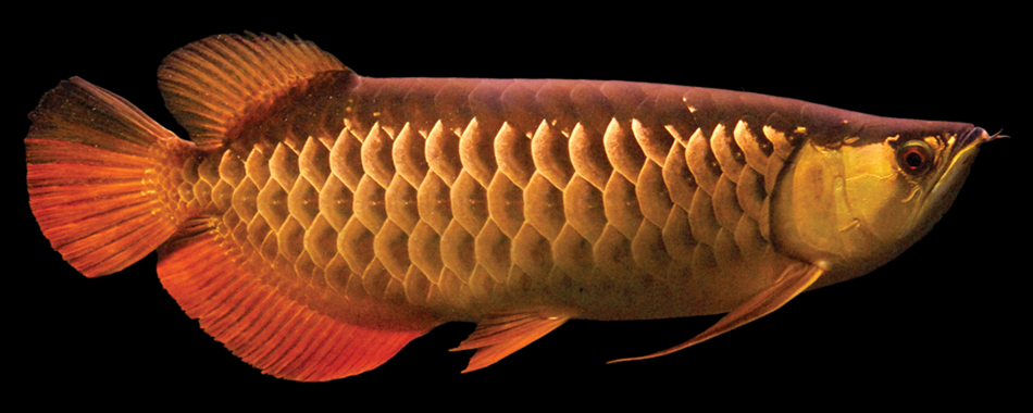 Red Tail Gold Arowana-Small.jpg